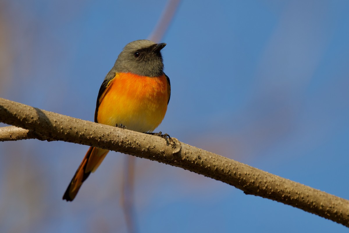 Small Minivet - ML646288205