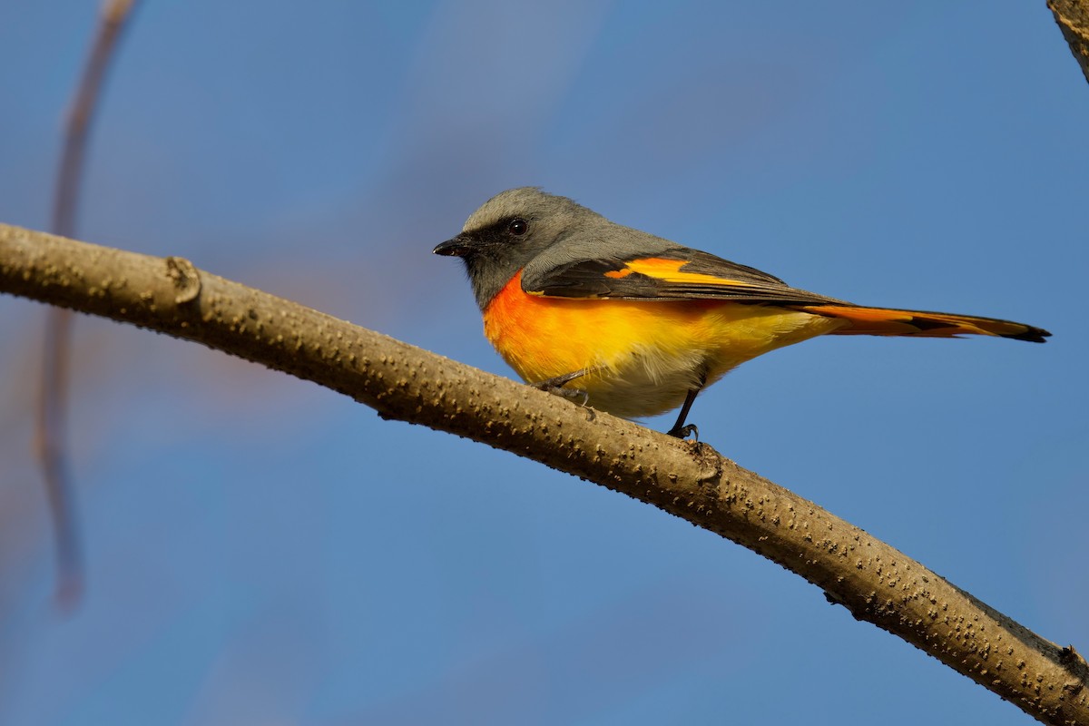 Small Minivet - ML646288206
