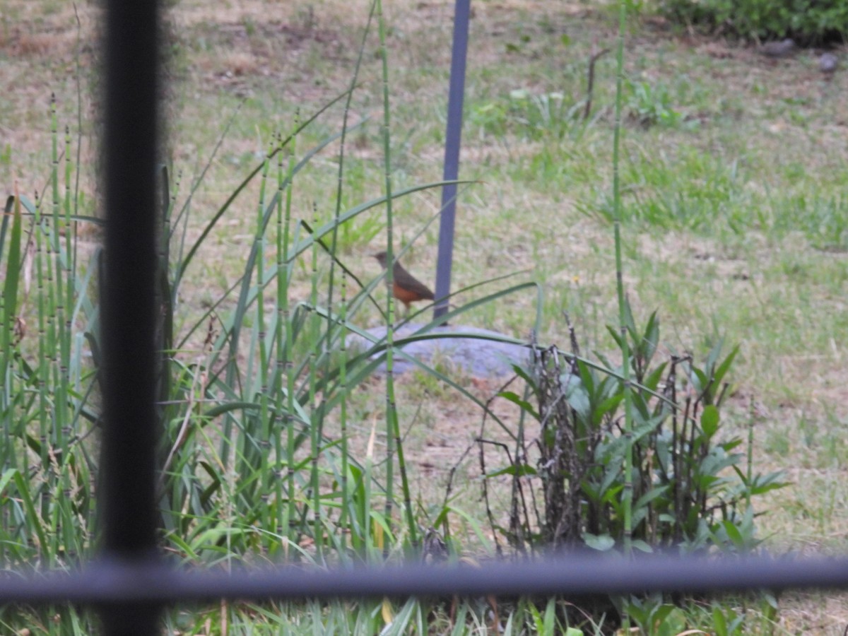 Rufous-bellied Thrush - ML646288207