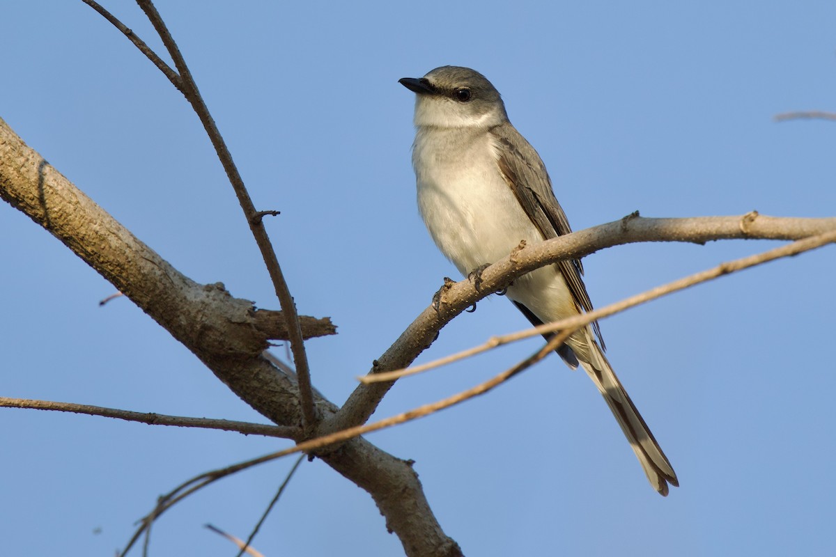 サンショウクイ - ML646288208