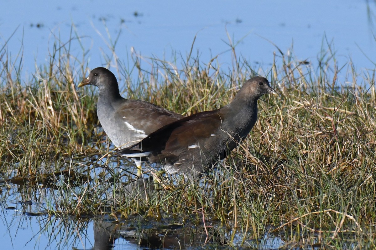 Common Gallinule - ML646288210