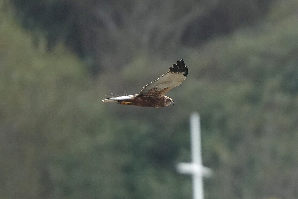 Western Marsh Harrier - ML646288214