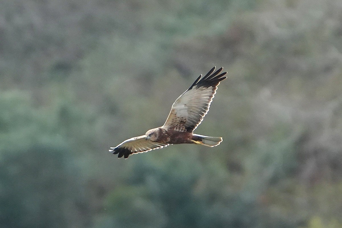 Western Marsh Harrier - ML646288215