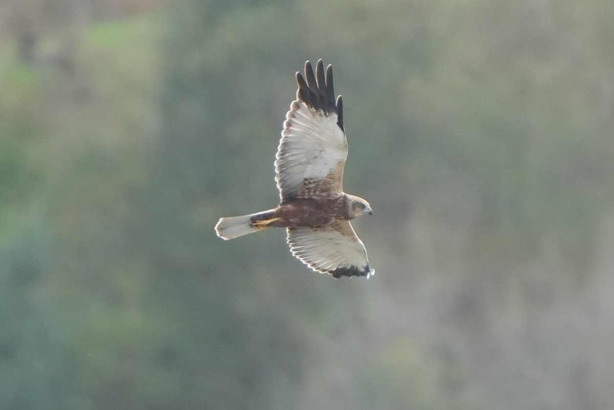 Western Marsh Harrier - ML646288216