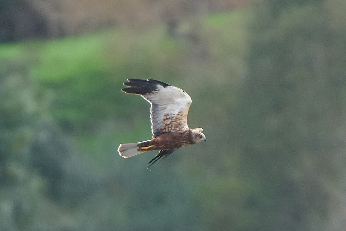 Western Marsh Harrier - ML646288217