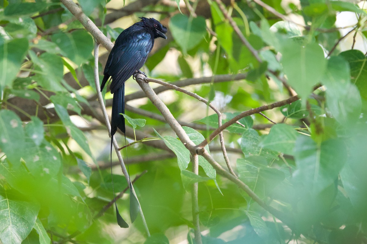drongo vlajkový - ML646288219