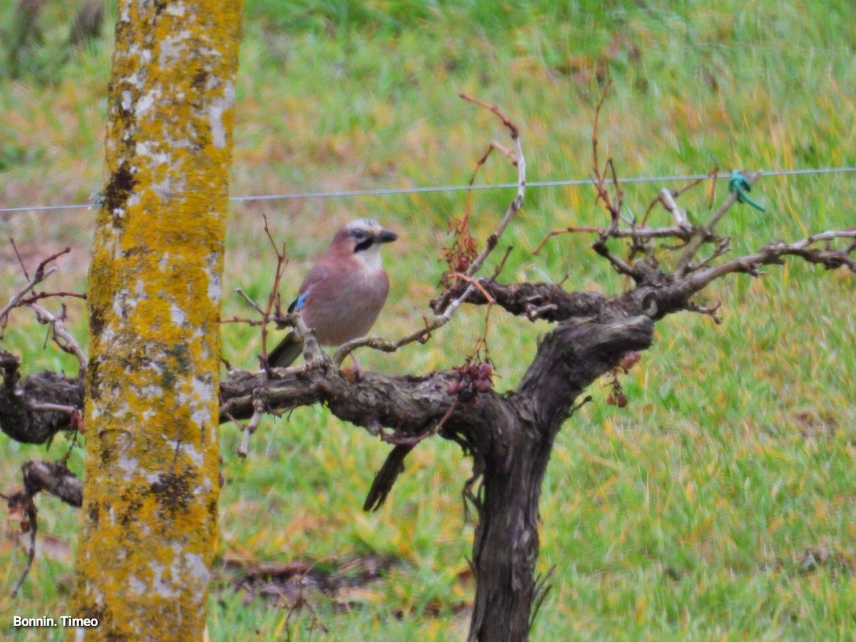 Eurasian Jay - ML646288222