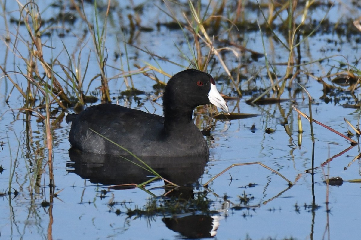 American Coot - ML646288224