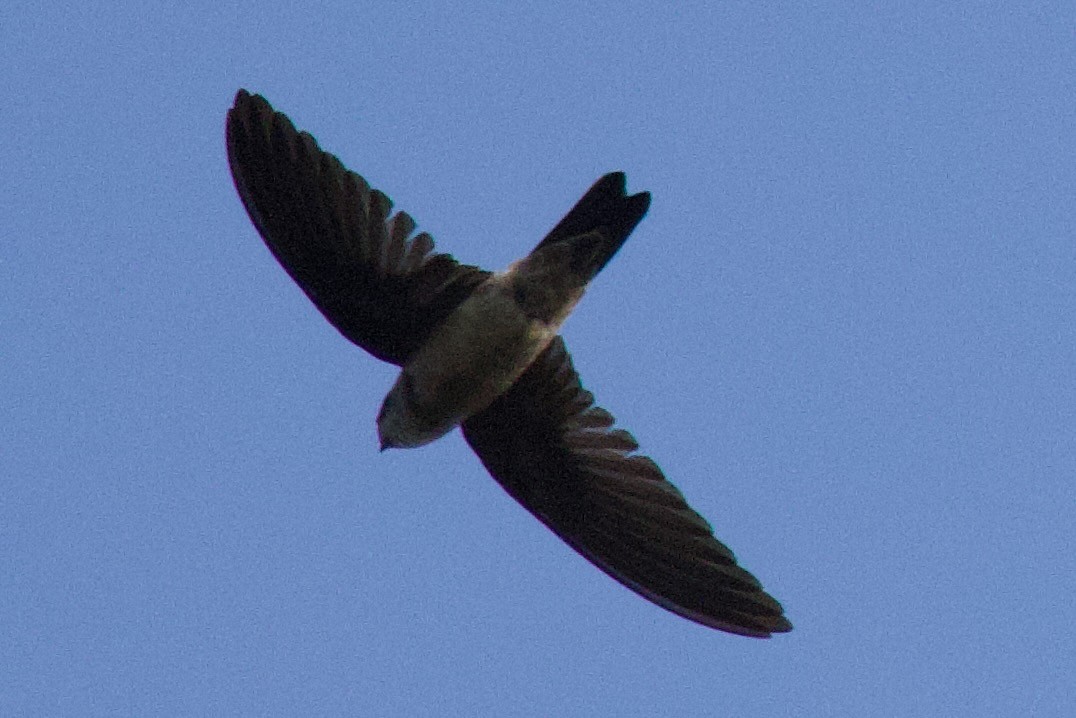 salangana ostrovní (ssp. germani/amechanus) - ML646288225