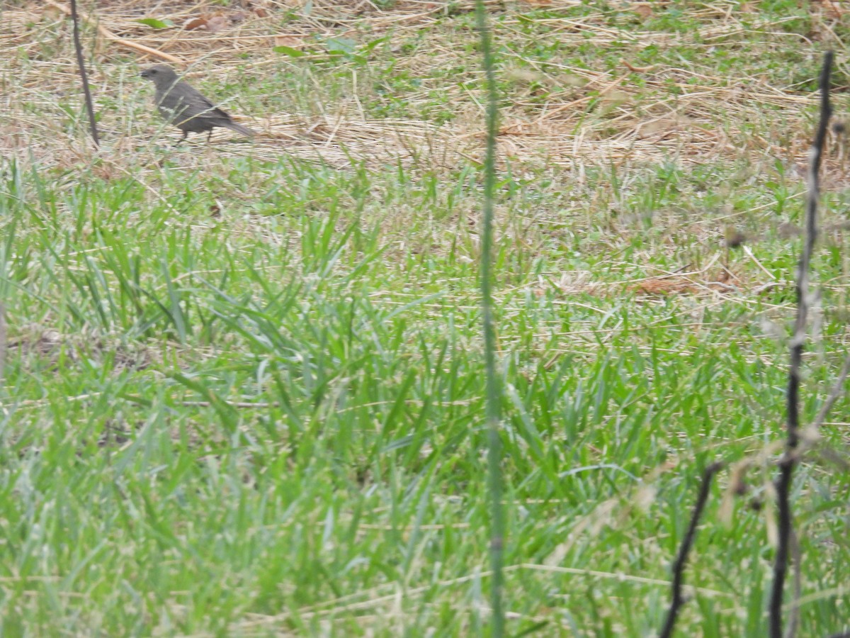 Shiny Cowbird - ML646288227