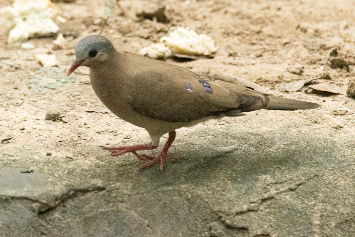 アオフバト - ML646288228