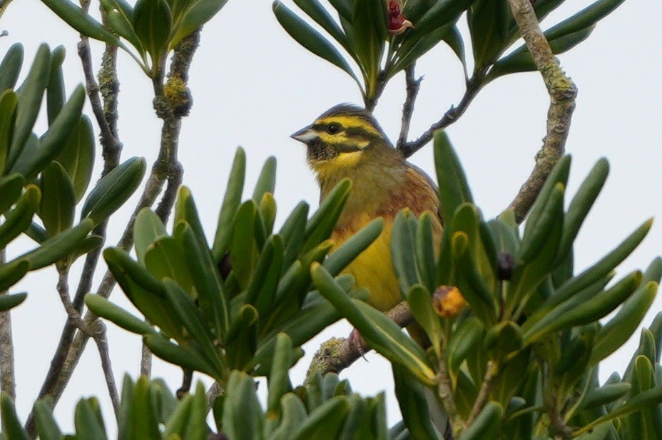 Cirl Bunting - ML646288230