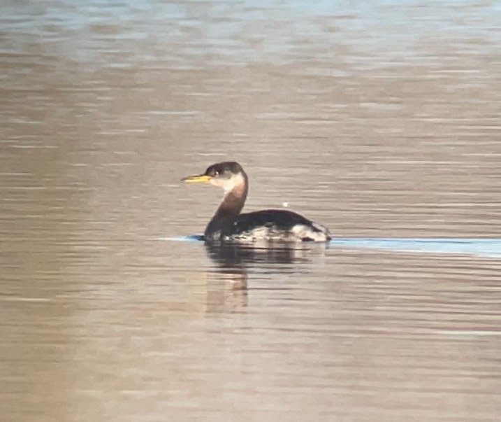 Red-necked Grebe - ML646288232