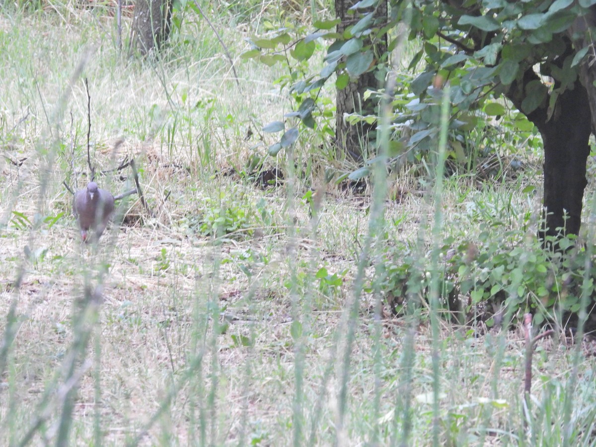 Eared Dove - ML646288233