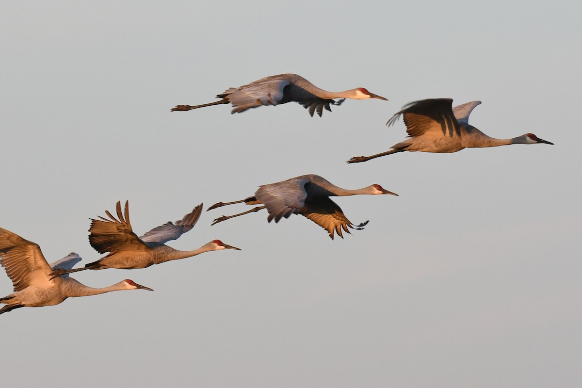 Sandhill Crane - ML646288234