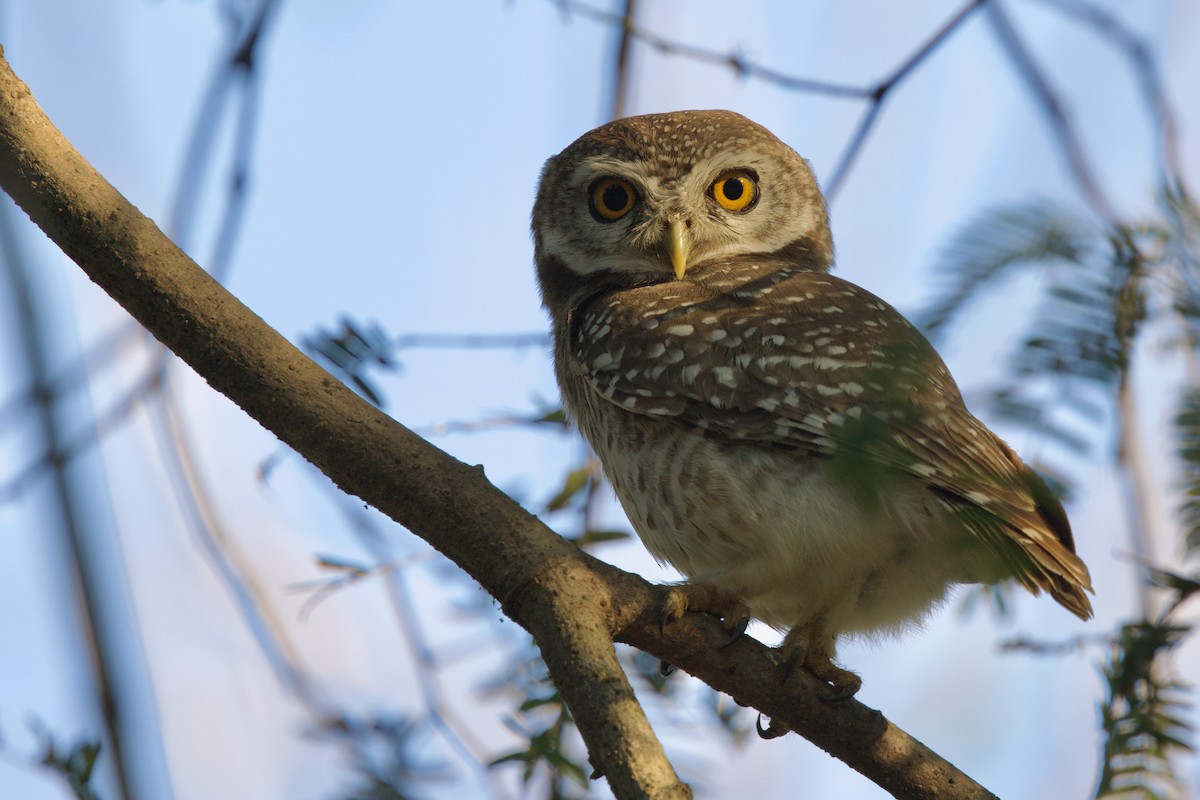 sýček brahmínský - ML646288235