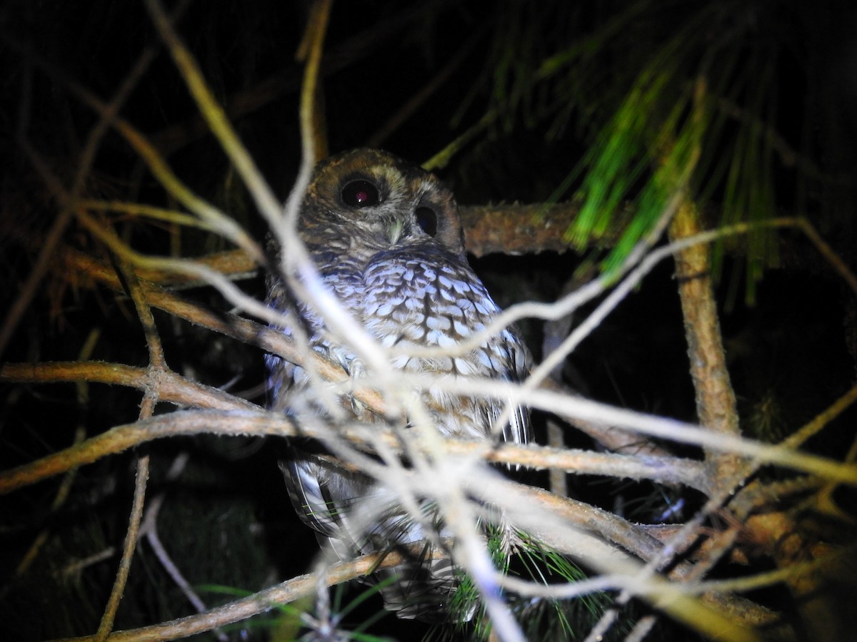 Rufous-banded Owl - ML646288238