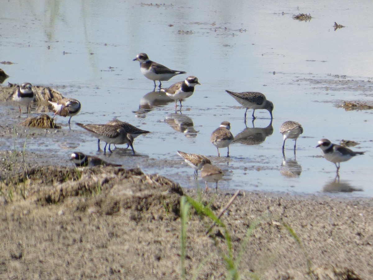 Little Stint - ML646288243