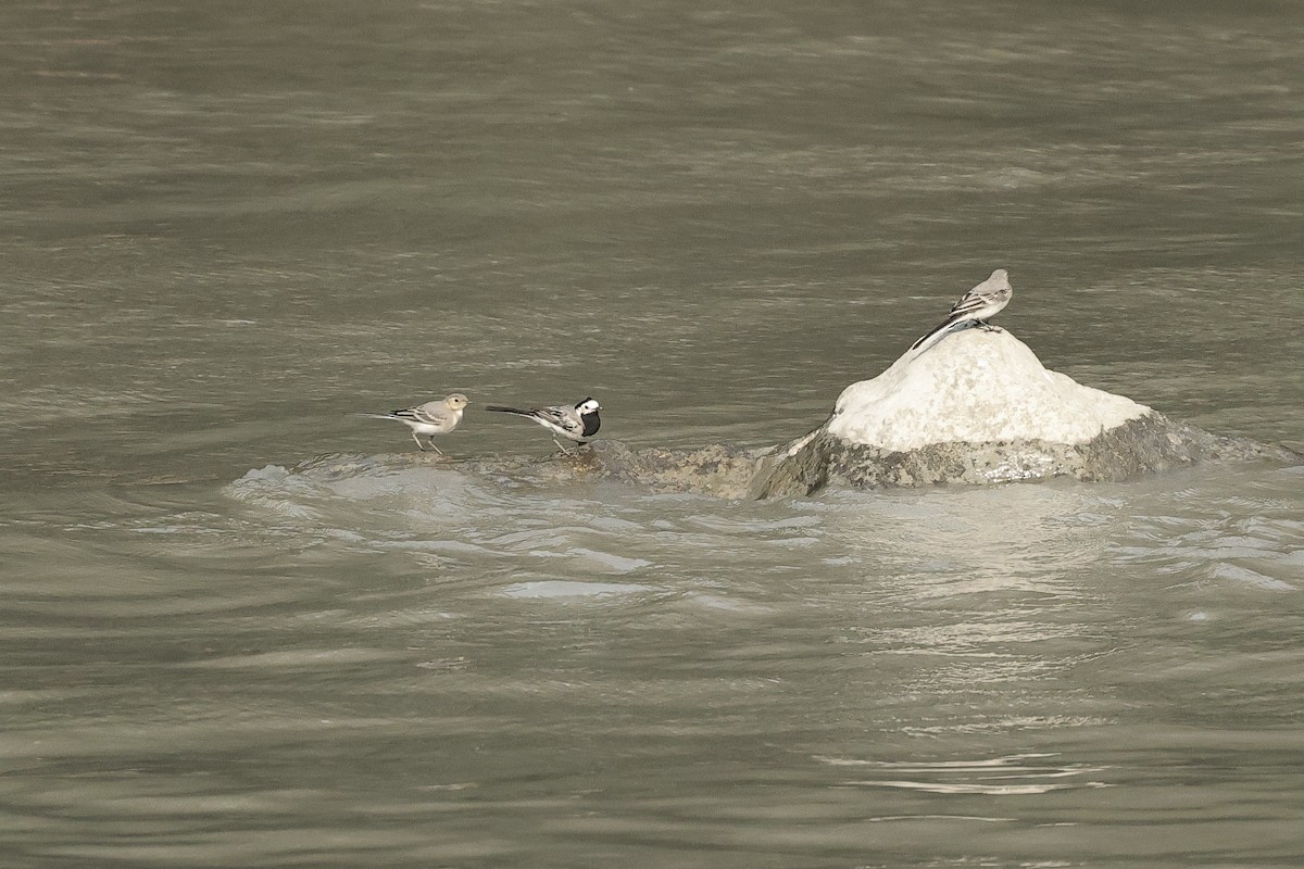 White Wagtail - ML646288244