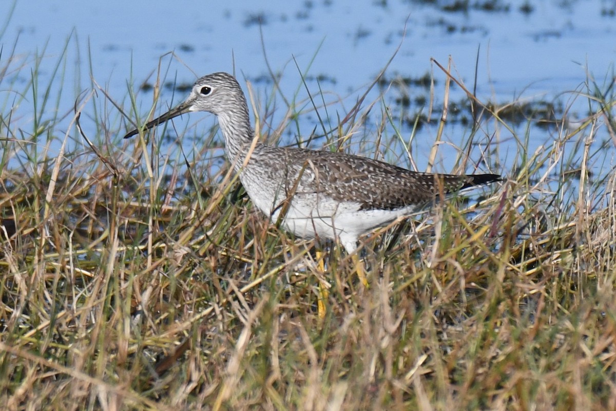 Greater Yellowlegs - ML646288246
