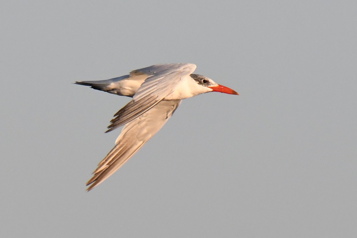 Caspian Tern - ML646288258