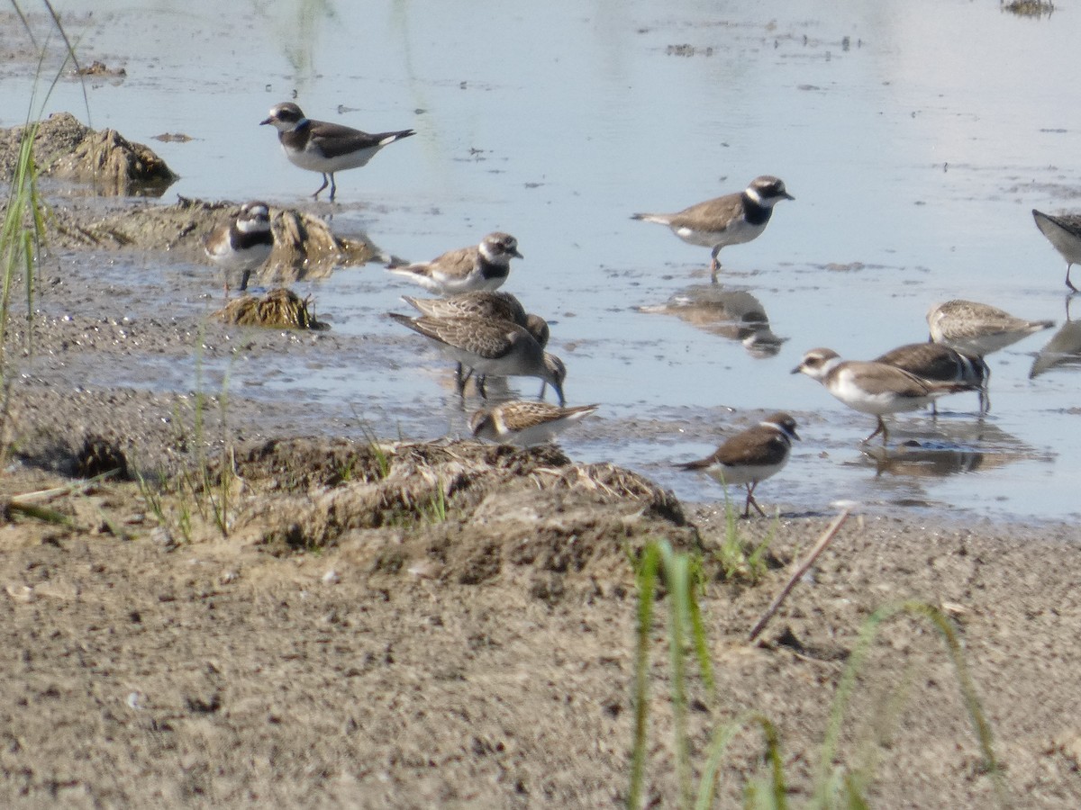 Little Stint - ML646288262