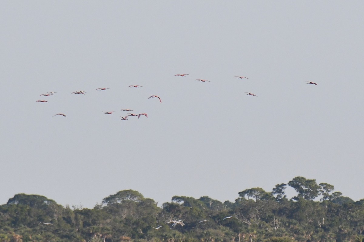 Roseate Spoonbill - ML646288268