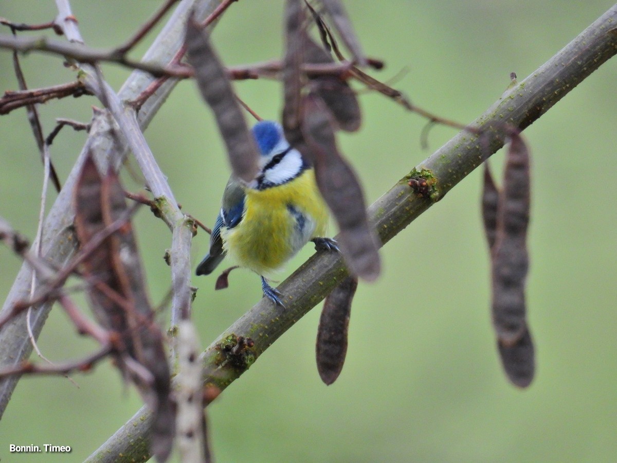 Eurasian Blue Tit - ML646288275