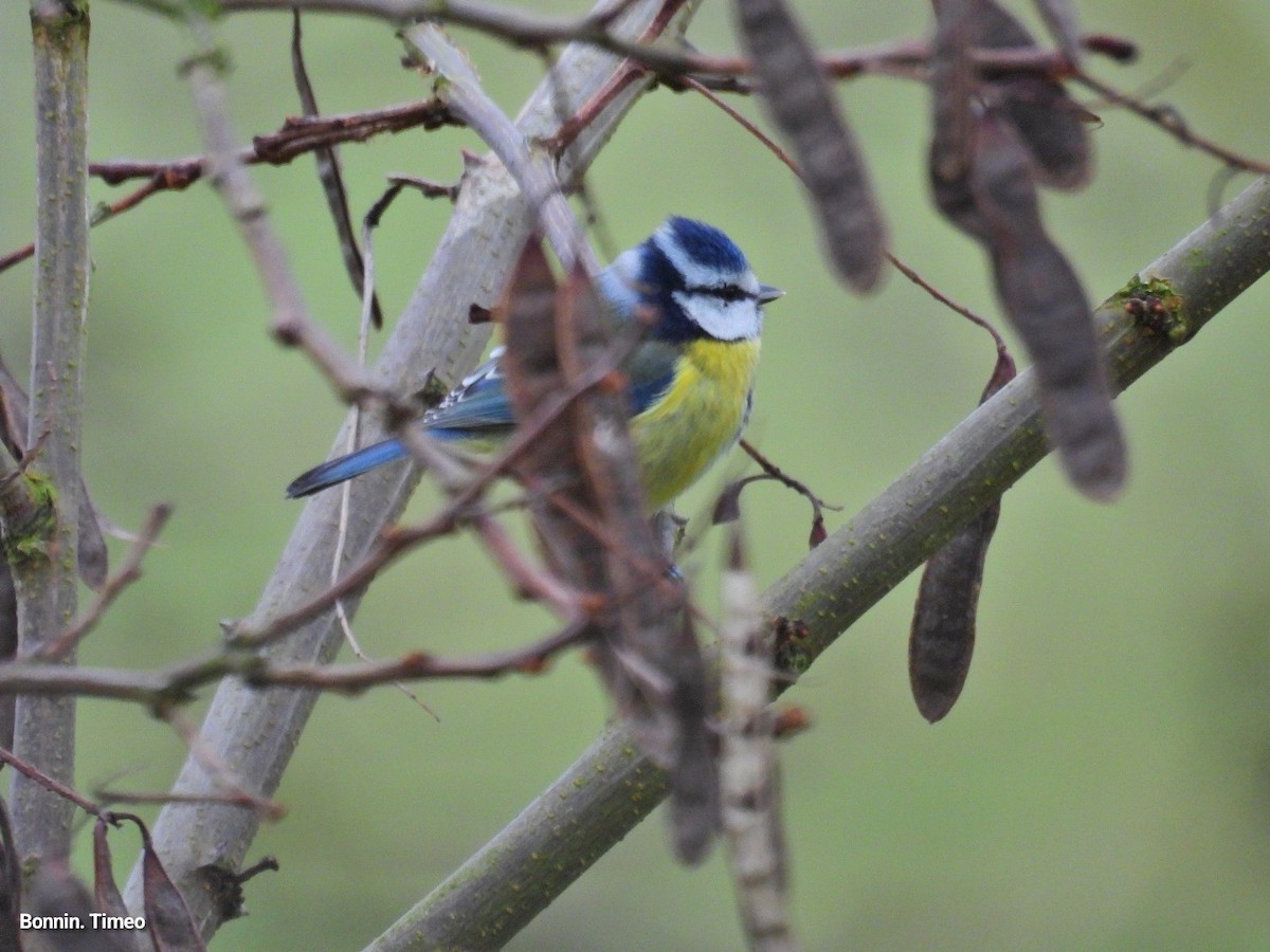 Eurasian Blue Tit - ML646288276