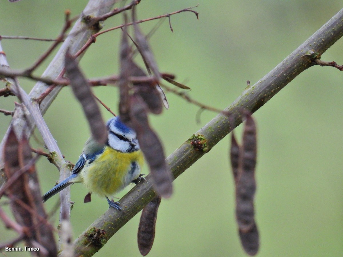 Eurasian Blue Tit - ML646288277