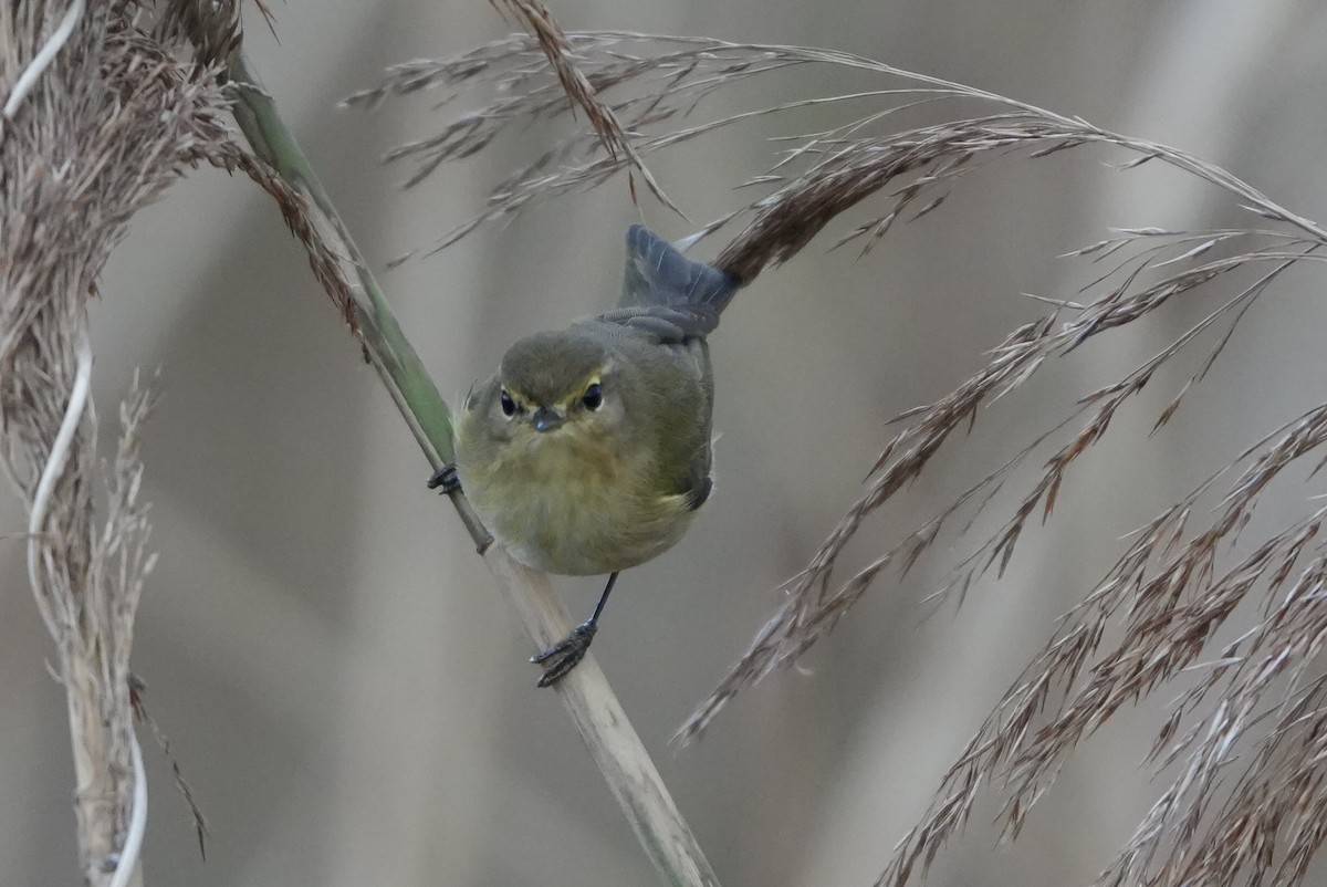 Common Chiffchaff - ML646288280
