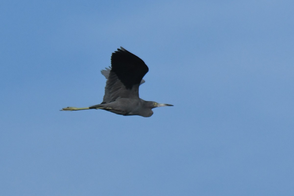 Little Blue Heron - ML646288281