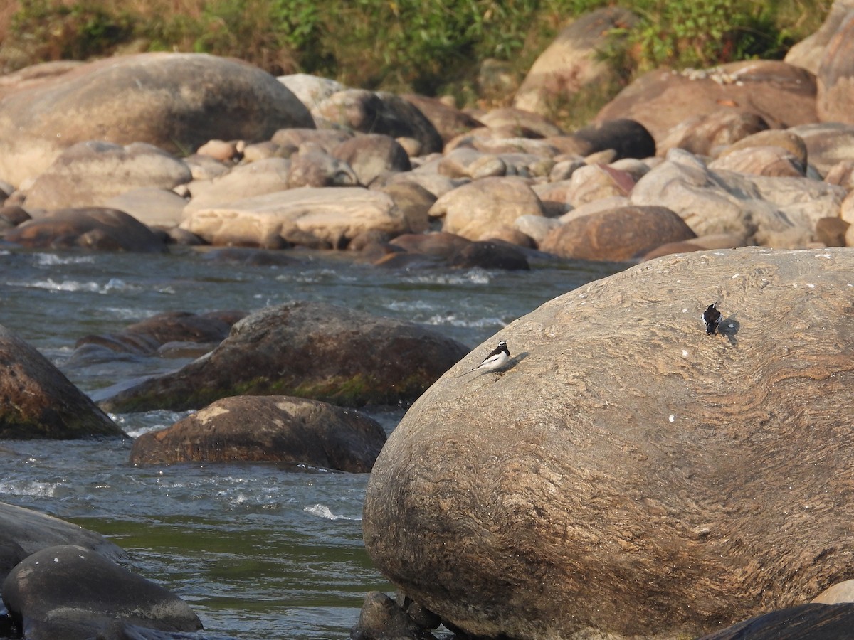 White-browed Wagtail - ML646288282