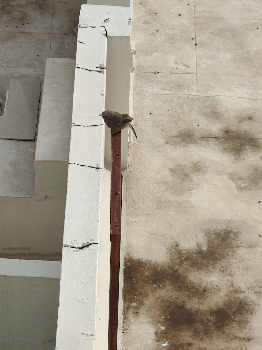 Yellow-billed Babbler - ML646288284