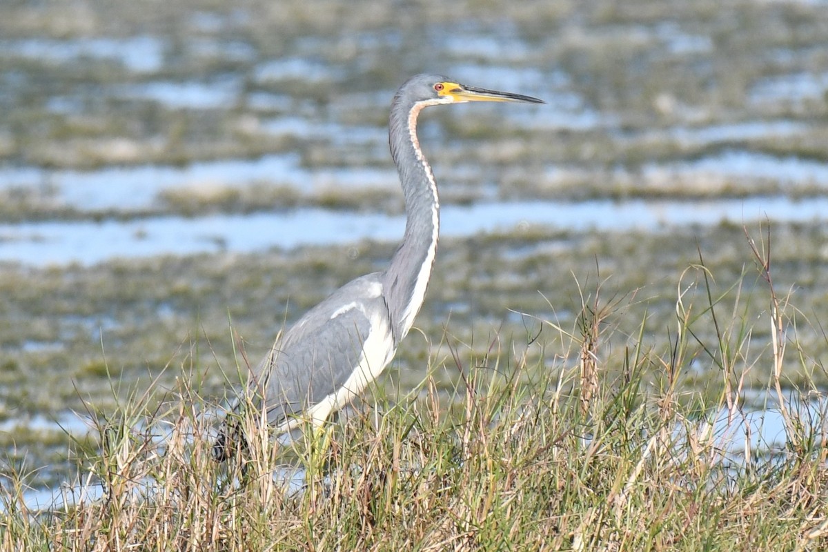Tricolored Heron - ML646288289