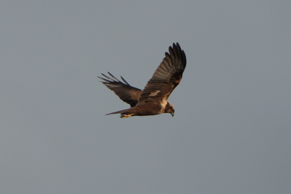 Western Marsh Harrier - ML646288290