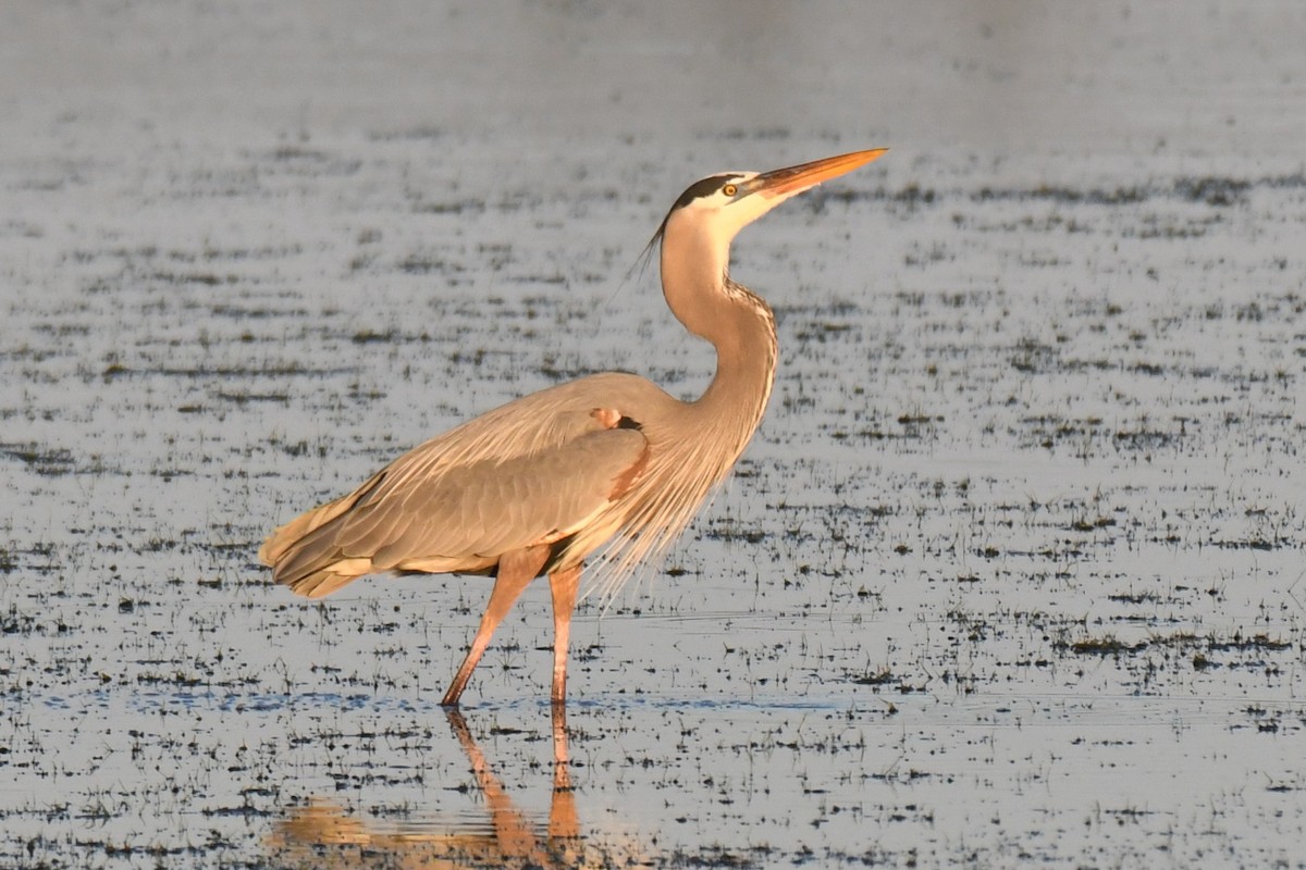 Great Blue Heron - ML646288291