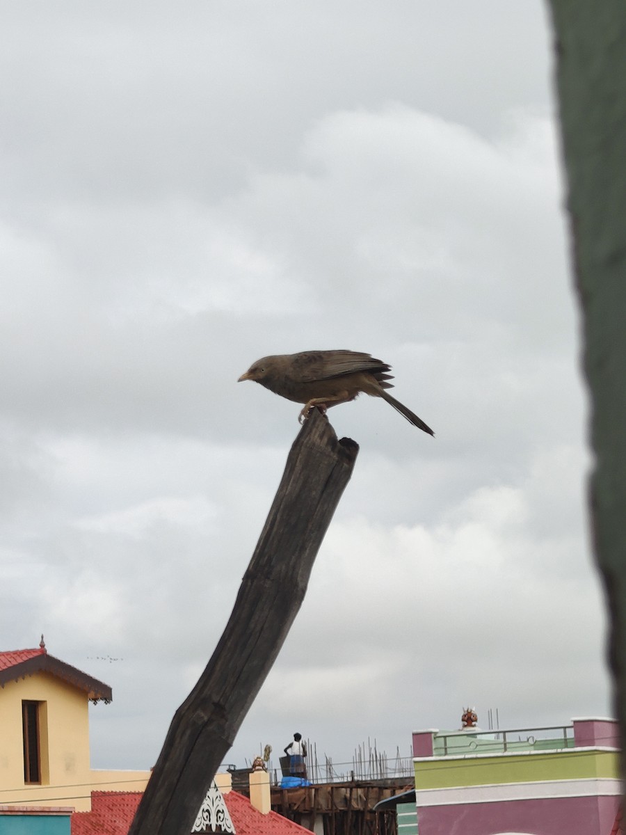 Yellow-billed Babbler - ML646288292