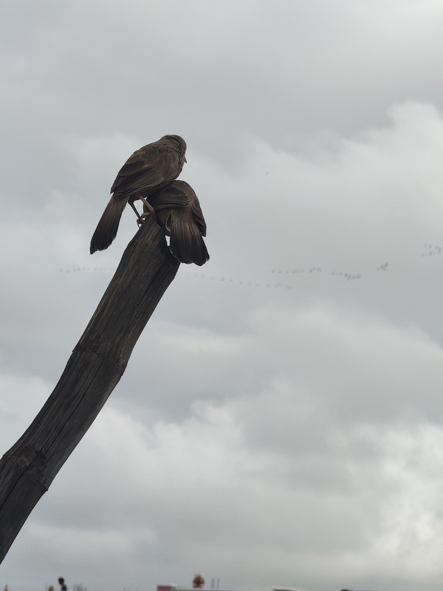 Yellow-billed Babbler - ML646288293