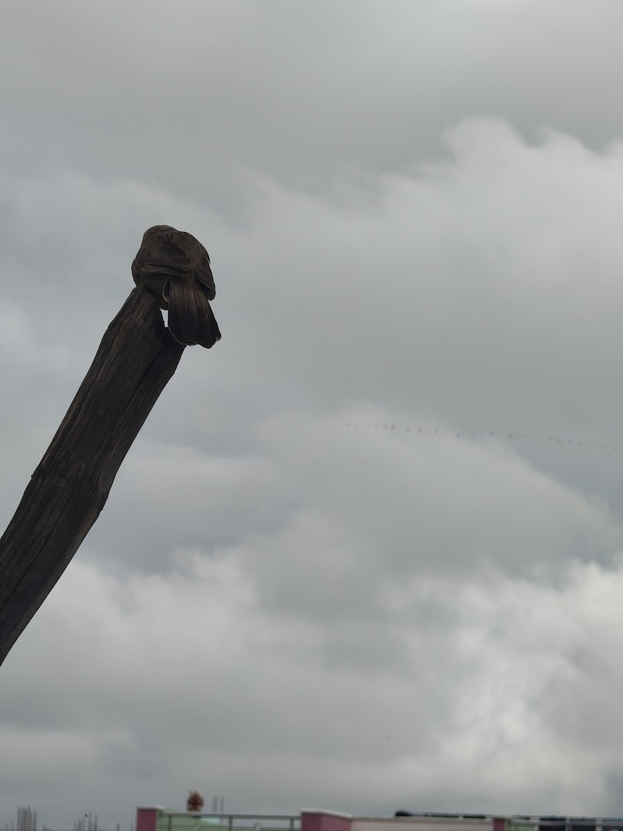Yellow-billed Babbler - ML646288294