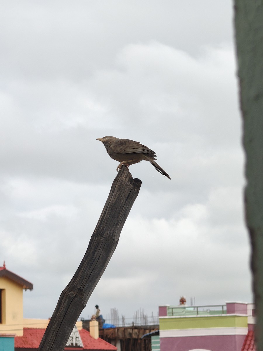 Yellow-billed Babbler - ML646288295