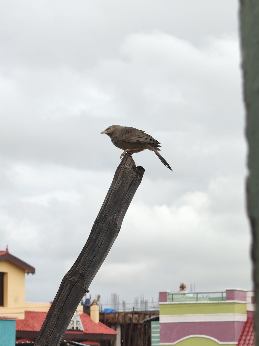Yellow-billed Babbler - ML646288296