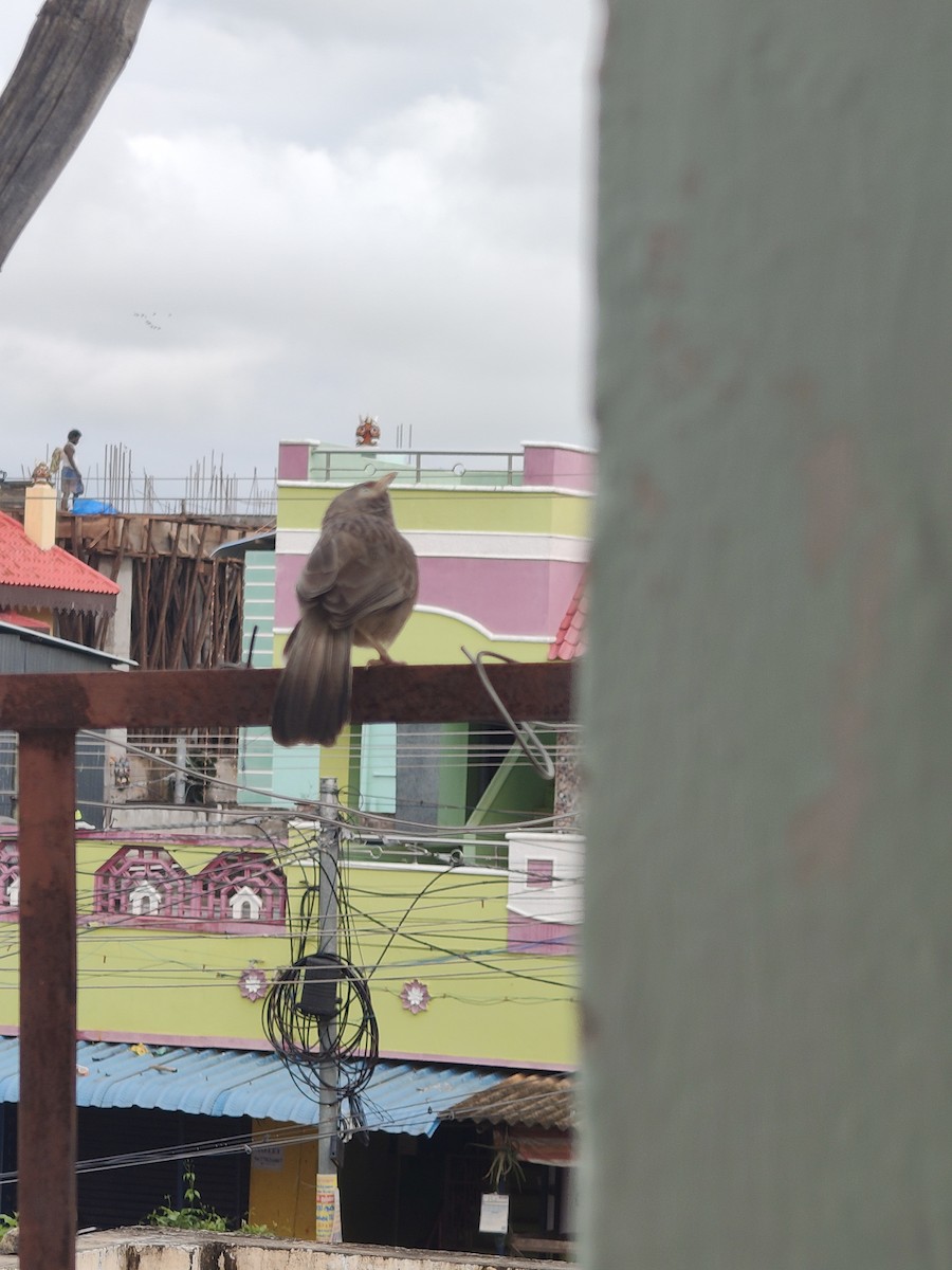 Yellow-billed Babbler - ML646288297