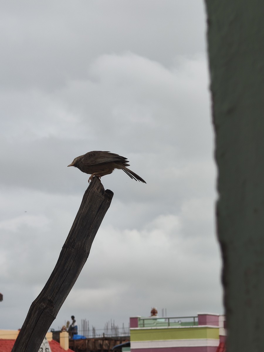 Yellow-billed Babbler - ML646288298