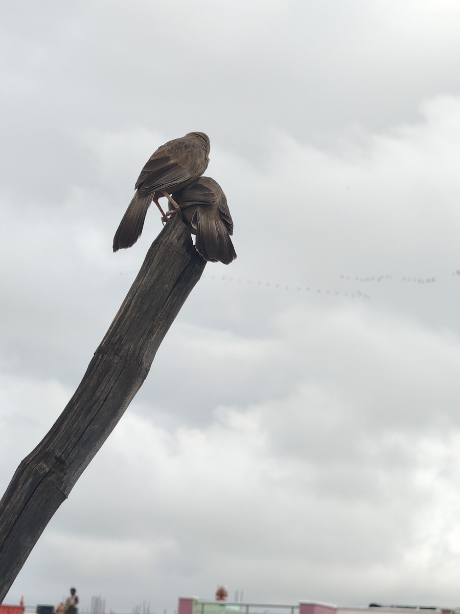 Yellow-billed Babbler - ML646288299