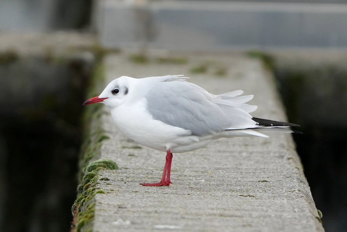 Black-headed Gull - ML646288300