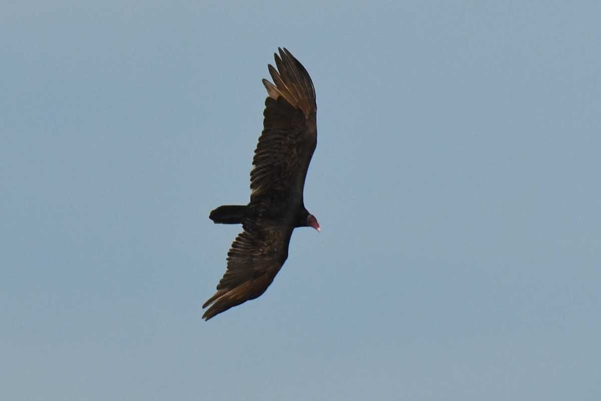 Turkey Vulture - ML646288304