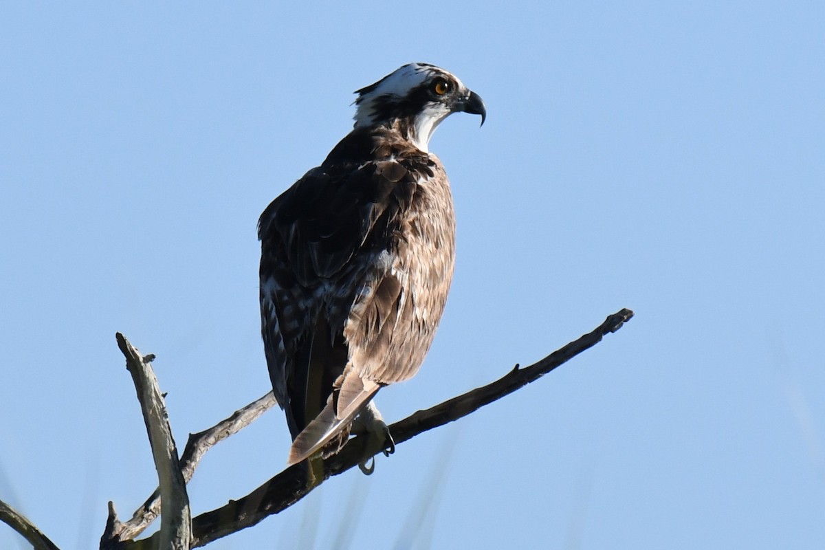 Osprey - ML646288305