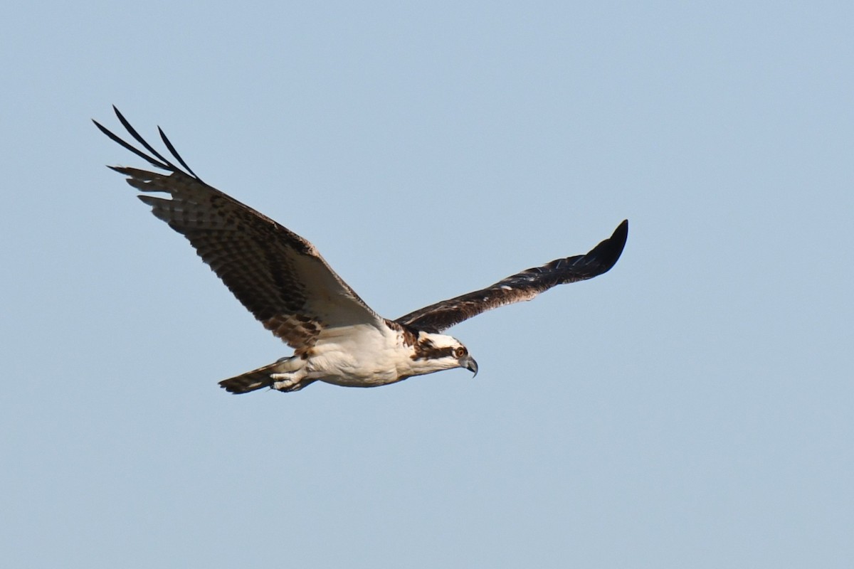 Osprey - ML646288307