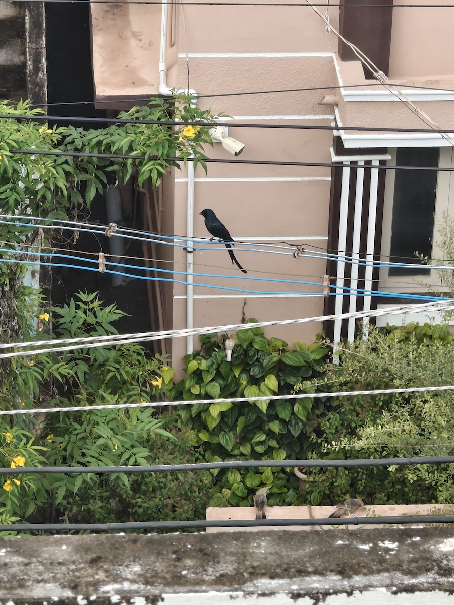 Black Drongo - ML646288313